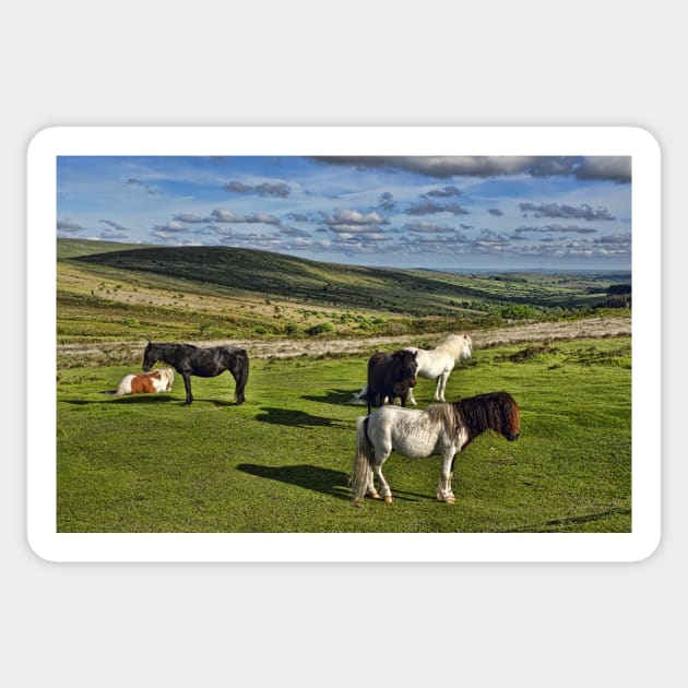 Dartmoor Wild Ponies Sticker by avrilharris